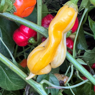 Aji Monika - Seeds - The Pepper Pantry (Formerly Marie Sharp's)
